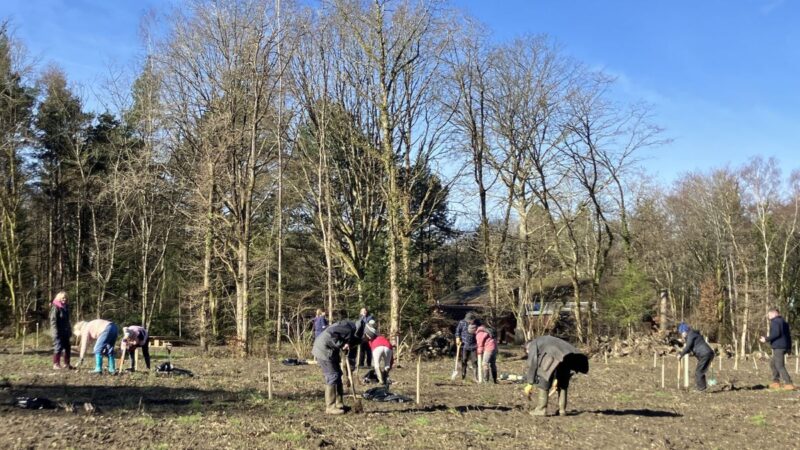 Trees being planted at Stover Country Park