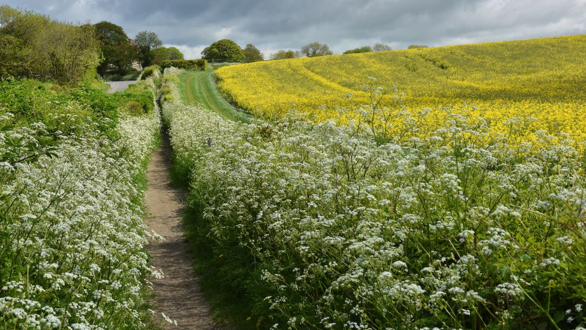 A hedgerow lining the edge of a field