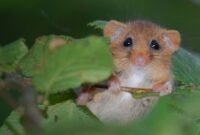 Dormouse.