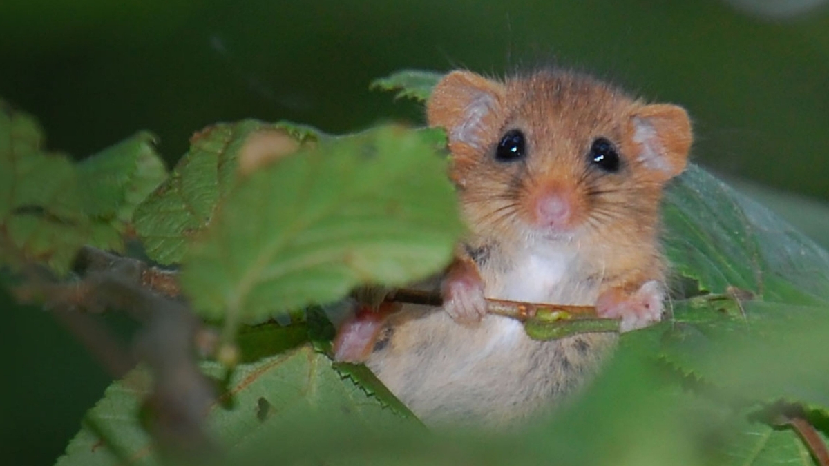 Dormouse.