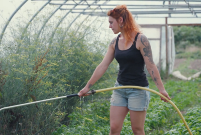 A person waters plants with a hose inside a polytunnel, surrounded by rows of green vegetation and tall flowering plants.