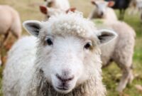 Sheep in a field