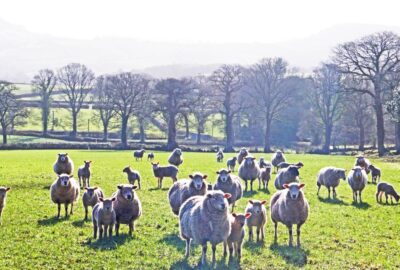A field of sheep