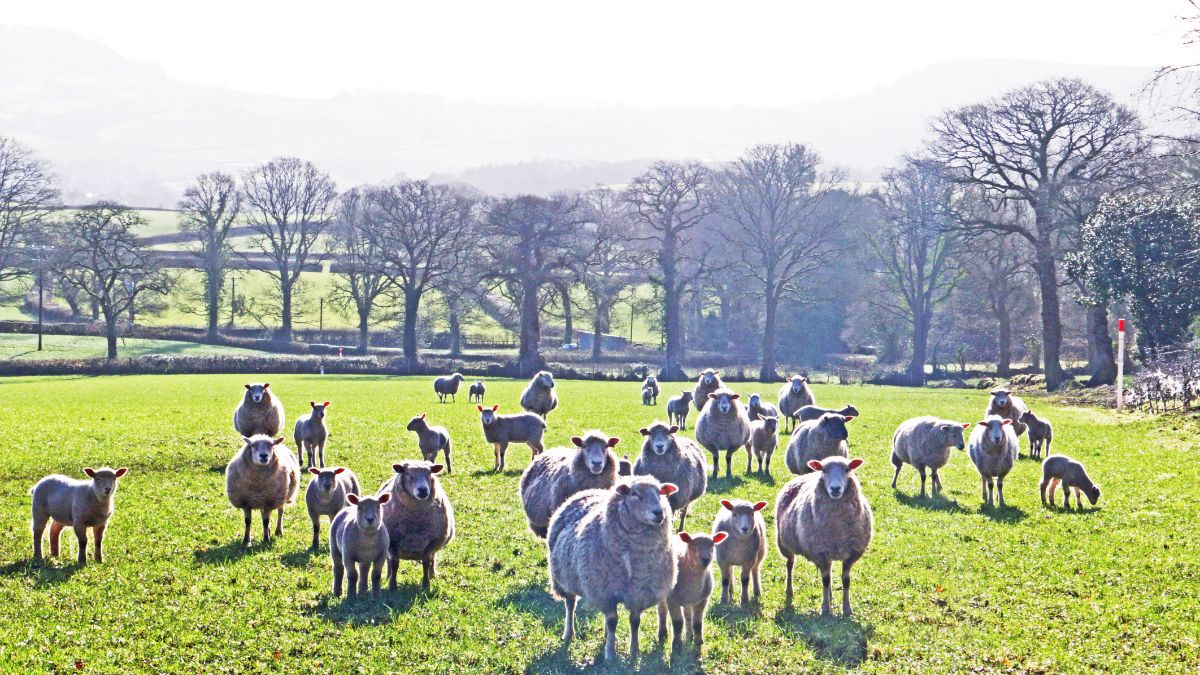 A field of sheep