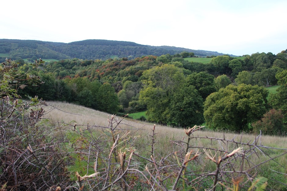 Haldon Ridge and Foothills. View west from lane west side of Warboro Plantation towards land rising to the Haldon Ridge. GPS Coordinates: 295858, 82145