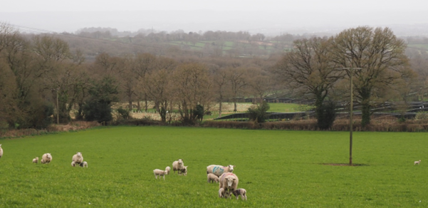 A field with sheep grazing and solar panels visible in the distance.