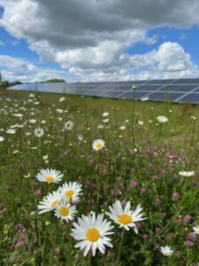 Creacombe PV scheme in summer with wildflowers (bee habitat) growing around the panels.