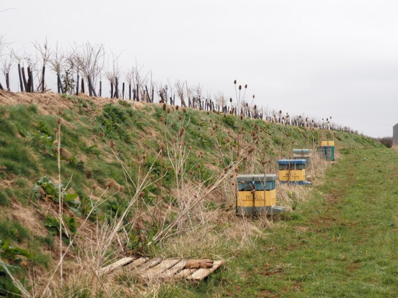 A new hedge bank with beehives next to it.