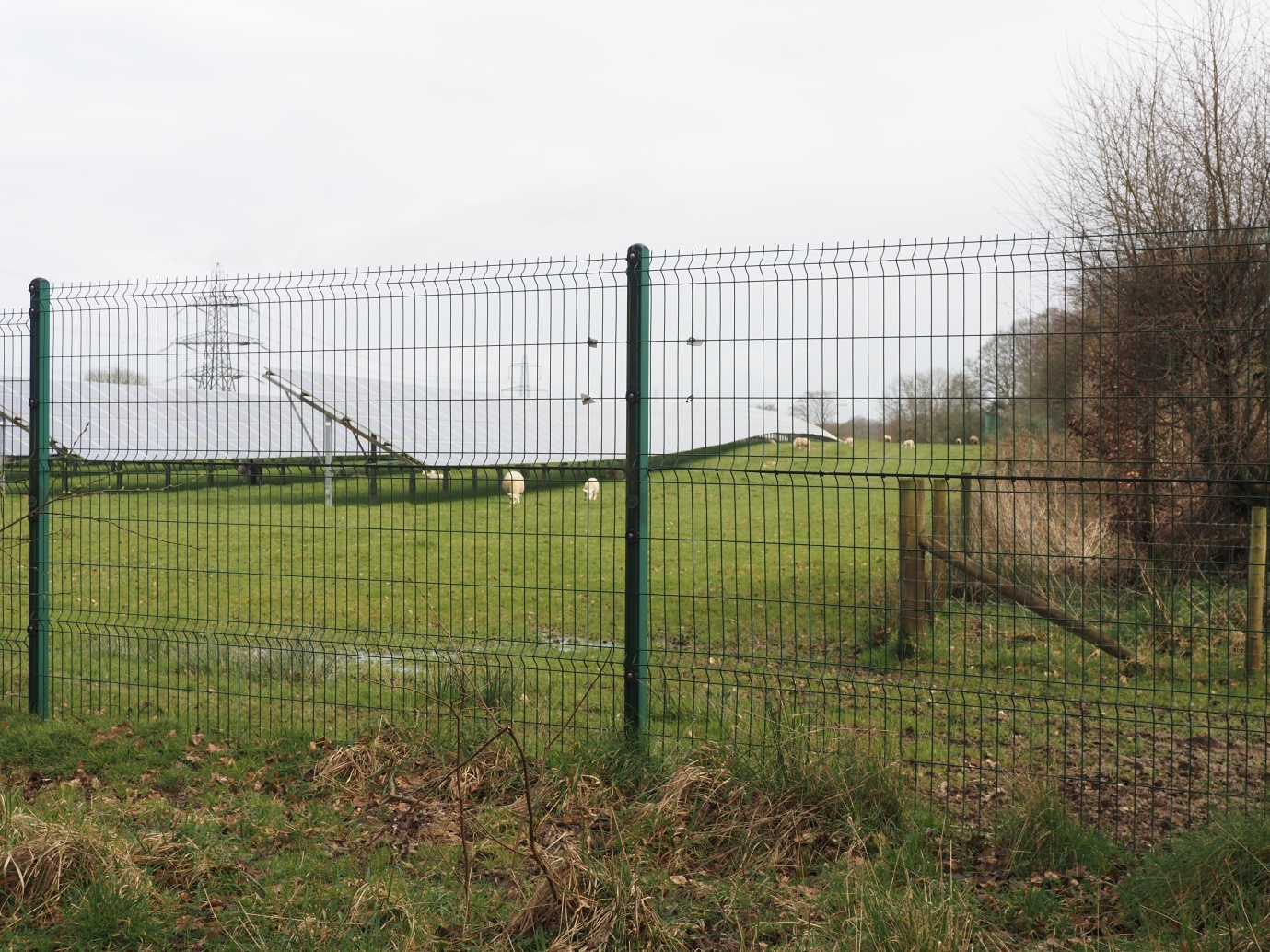 Solar panels in a field with sheep grazing.