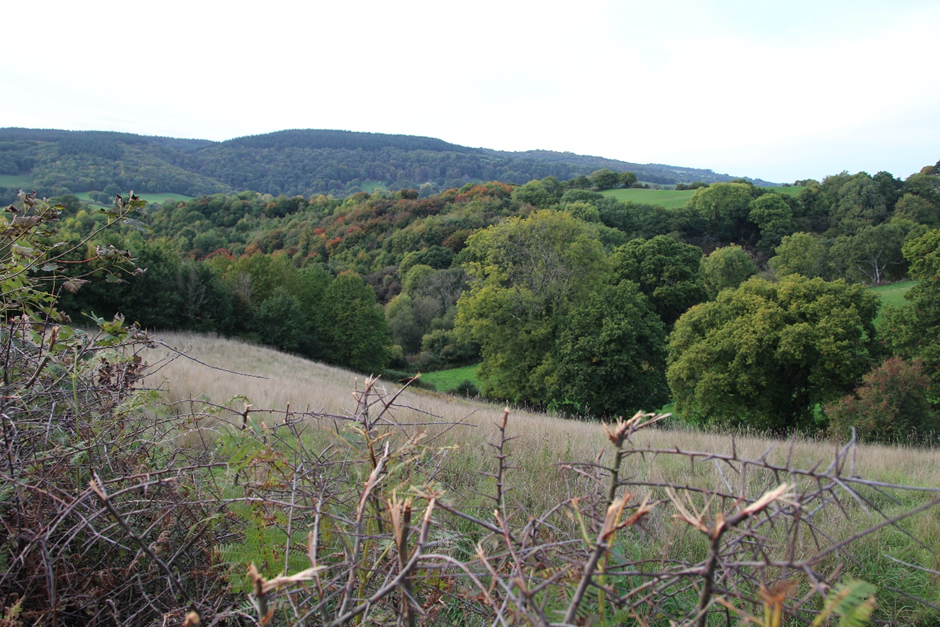 61 Teign Valley and Slopes - View west from road at Whetcombe Bartontowards the River Teign valley and rising land beyond.GPS Coordinates: 284891, 81833. View of small grass fields surrounded by tree-lined hedges and lots of broadleaf woodland. Gently rolling wooded hills in background. In foreground is the top of a recently flailed thorny hedge. 