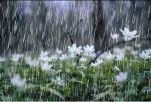 Rain folling on a bed of spring flowers.