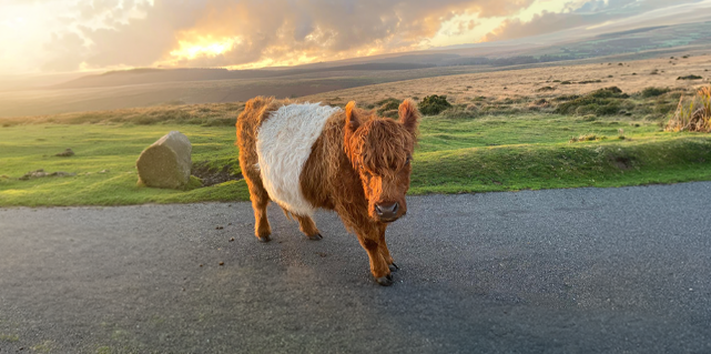 Highland cow walking along a rural road on Dartmoor at sunset.