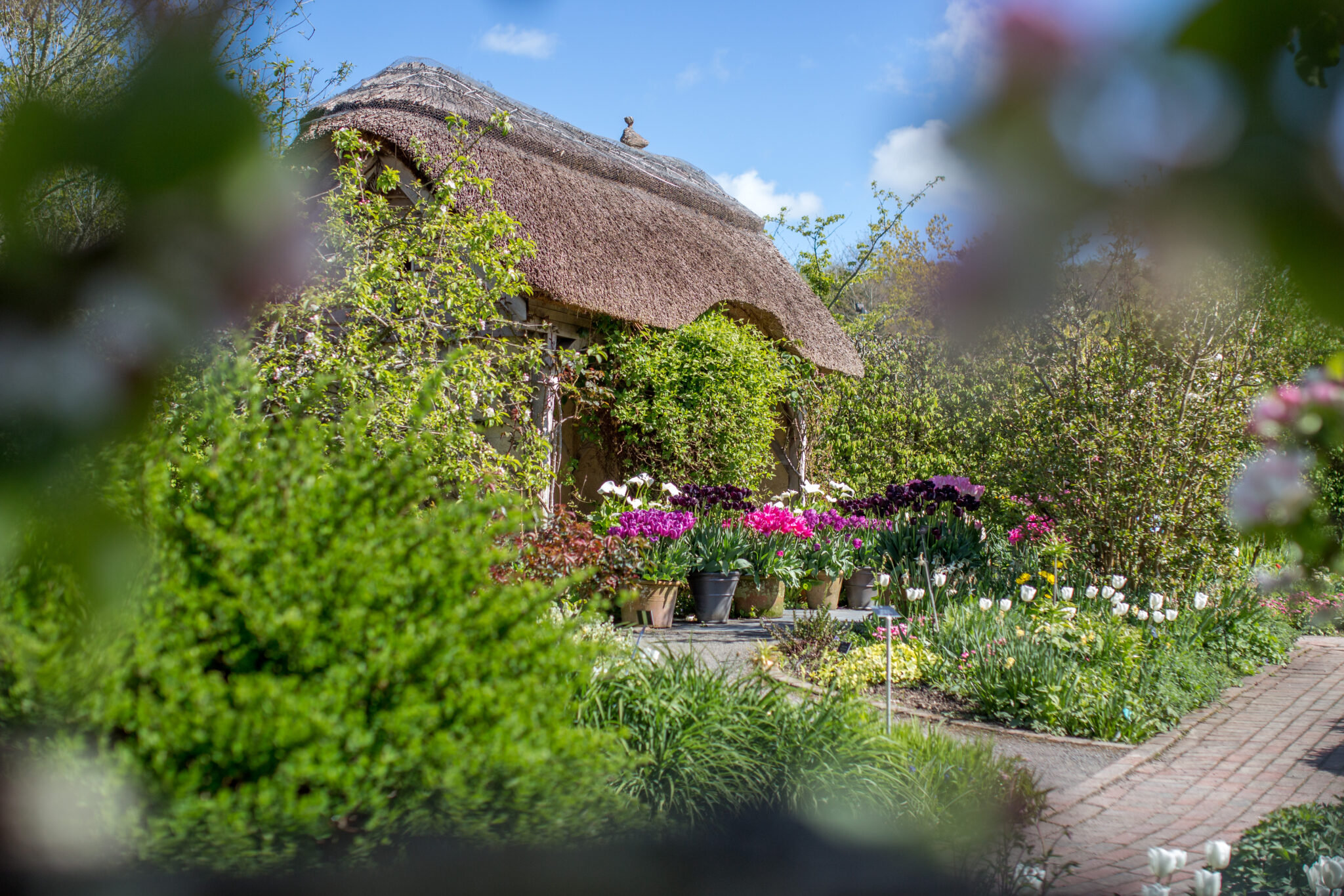 A small building with thatched roof. In front of the building and lots of pots and a flower border all filled with tulips