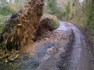 Photo of tree that is uprooted country road