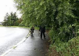 An overgrown tree