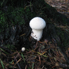 Common Puffball • <a style="font-size:0.8em;" href="http://www.flickr.com/photos/27734467@N04/26178975232/" target="_blank">View on Flickr</a>