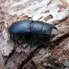 Lesser stag beetle Lesser stag beetle • <a style="font-size:0.8em;" href="http://www.flickr.com/photos/27734467@N04/26194902552/" target="_blank">View on Flickr</a>