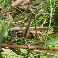 Grey bush cricket Grey bush cricket • <a style="font-size:0.8em;" href="http://www.flickr.com/photos/27734467@N04/26561495732/" target="_blank">View on Flickr</a>