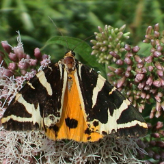 Jersey Tiger Jersey Tiger • <a style="font-size:0.8em;" href="http://www.flickr.com/photos/27734467@N04/26654679865/" target="_blank">View on Flickr</a>