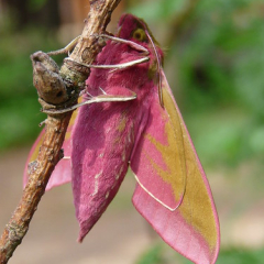 Elephant hawk moth Elephant hawk moth • <a style="font-size:0.8em;" href="http://www.flickr.com/photos/27734467@N04/26381234470/" target="_blank">View on Flickr</a>