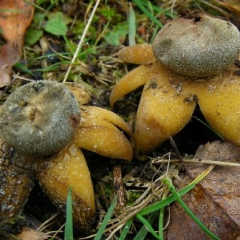 Astraeus hygrometricus Barometer Earthstar Astraeus hygrometricus Barometer Earthstar • <a style="font-size:0.8em;" href="http://www.flickr.com/photos/27734467@N04/26271415965/" target="_blank">View on Flickr</a>