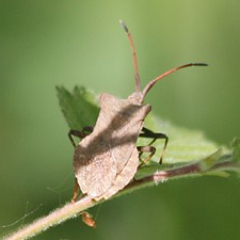 Squash Bug (Coreus marginatus) Squash Bug (Coreus marginatus) • <a style="font-size:0.8em;" href="http://www.flickr.com/photos/27734467@N04/26194902342/" target="_blank">View on Flickr</a>