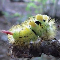 Pale Tussock Larva Pale Tussock Larva • <a style="font-size:0.8em;" href="http://www.flickr.com/photos/27734467@N04/26381234310/" target="_blank">View on Flickr</a>