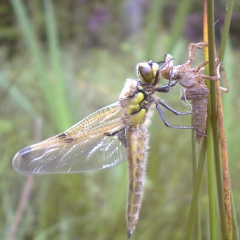 Four-spotted chaser Four-spotted chaser • <a style="font-size:0.8em;" href="http://www.flickr.com/photos/27734467@N04/25669462983/" target="_blank">View on Flickr</a>