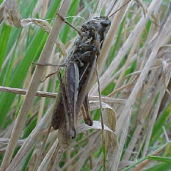 Field grasshopper Field grasshopper • <a style="font-size:0.8em;" href="http://www.flickr.com/photos/27734467@N04/26561495922/" target="_blank">View on Flickr</a>
