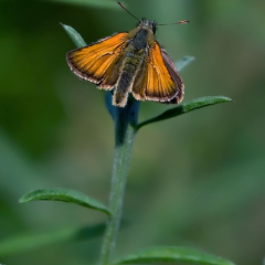 Small Skipper Small Skipper • <a style="font-size:0.8em;" href="http://www.flickr.com/photos/27734467@N04/26178645032/" target="_blank">View on Flickr</a>