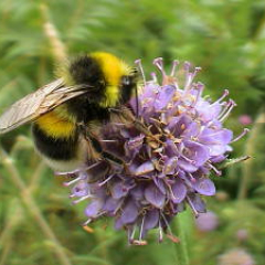 White tailed bumble bee White tailed bumble bee • <a style="font-size:0.8em;" href="http://www.flickr.com/photos/27734467@N04/26561495862/" target="_blank">View on Flickr</a>