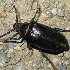 Tanner Beetle Prionus Tanner Beetle Prionus • <a style="font-size:0.8em;" href="http://www.flickr.com/photos/27734467@N04/25684604063/" target="_blank">View on Flickr</a>