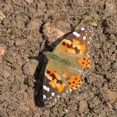 Painted Lady Painted Lady • <a style="font-size:0.8em;" href="http://www.flickr.com/photos/27734467@N04/25668366043/" target="_blank">View on Flickr</a>