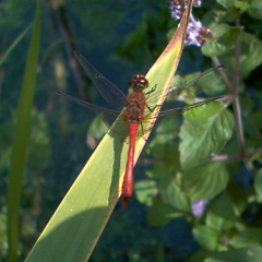 Ruddy Darter Ruddy Darter • <a style="font-size:0.8em;" href="http://www.flickr.com/photos/27734467@N04/26179744502/" target="_blank">View on Flickr</a>