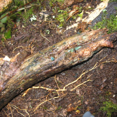 Blue-staining fungi fruiting body Blue-staining fungi fruiting body • <a style="font-size:0.8em;" href="http://www.flickr.com/photos/27734467@N04/26245475826/" target="_blank">View on Flickr</a>