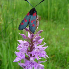 6 Spot Burnet 6 Spot Burnet • <a style="font-size:0.8em;" href="http://www.flickr.com/photos/27734467@N04/26589032151/" target="_blank">View on Flickr</a>