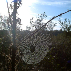 Spider web Spider web • <a style="font-size:0.8em;" href="http://www.flickr.com/photos/27734467@N04/26261386896/" target="_blank">View on Flickr</a>