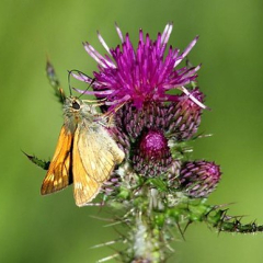 Skipper photo taken by Mike Mangdan Skipper photo taken by Mike Mangdan • <a style="font-size:0.8em;" href="http://www.flickr.com/photos/27734467@N04/26271091925/" target="_blank">View on Flickr</a>