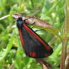Cinnabar Cinnabar • <a style="font-size:0.8em;" href="http://www.flickr.com/photos/27734467@N04/26627896036/" target="_blank">View on Flickr</a>