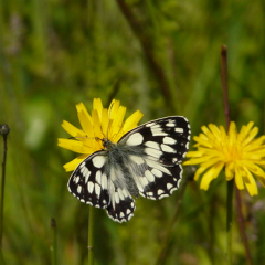Marbled white on cat Marbled white on cat's ear flower • <a style="font-size:0.8em;" href="http://www.flickr.com/photos/27734467@N04/25287795860/" target="_blank">View on Flickr</a>