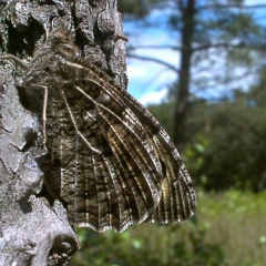 Grayling Grayling • <a style="font-size:0.8em;" href="http://www.flickr.com/photos/27734467@N04/26245148006/" target="_blank">View on Flickr</a>