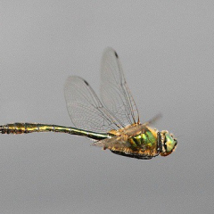 Downy Emerald Downy Emerald • <a style="font-size:0.8em;" href="http://www.flickr.com/photos/27734467@N04/25999323490/" target="_blank">View on Flickr</a>
