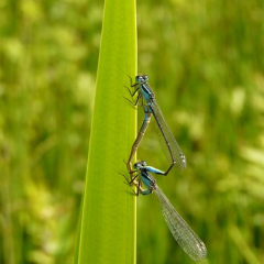 Blue Tailed Damselfly Mating Blue Tailed Damselfly Mating • <a style="font-size:0.8em;" href="http://www.flickr.com/photos/27734467@N04/26179745662/" target="_blank">View on Flickr</a>