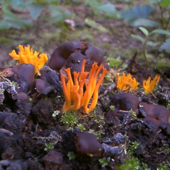 Coral fungi Coral fungi • <a style="font-size:0.8em;" href="http://www.flickr.com/photos/27734467@N04/26271415705/" target="_blank">View on Flickr</a>