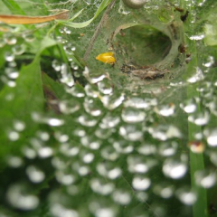 Sheet web spider Sheet web spider • <a style="font-size:0.8em;" href="http://www.flickr.com/photos/27734467@N04/26221079071/" target="_blank">View on Flickr</a>