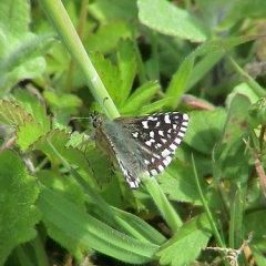 Grizzled Skipper Grizzled Skipper • <a style="font-size:0.8em;" href="http://www.flickr.com/photos/27734467@N04/26245147886/" target="_blank">View on Flickr</a>