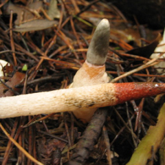 Dog Stinkhorn • <a style="font-size:0.8em;" href="http://www.flickr.com/photos/27734467@N04/26178975092/" target="_blank">View on Flickr</a>