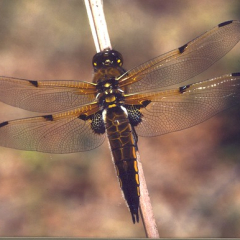 Dragonfly four spot • <a style="font-size:0.8em;" href="http://www.flickr.com/photos/27734467@N04/25667370644/" target="_blank">View on Flickr</a>