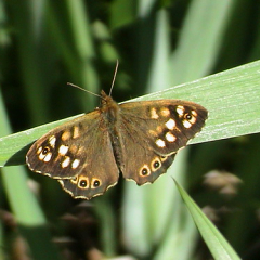 Speckled Wood Speckled Wood • <a style="font-size:0.8em;" href="http://www.flickr.com/photos/27734467@N04/26204841371/" target="_blank">View on Flickr</a>
