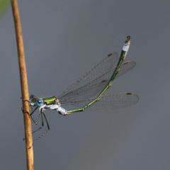 Emerald - photo by Viv Chapman Emerald - photo by Viv Chapman • <a style="font-size:0.8em;" href="http://www.flickr.com/photos/27734467@N04/25669462323/" target="_blank">View on Flickr</a>